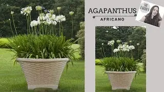 AGAPANTHUS AFRICANO