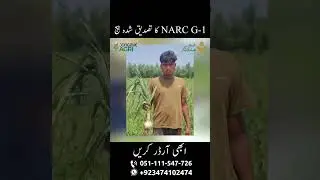 Fresh & Certified NARC G1 Garlic  Seed for sale in Pakistan #g1garlic #shorts  #narcg1 #garlic #seed