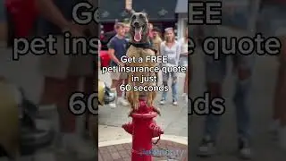 FREE pet insurance quote in just 60 seconds  