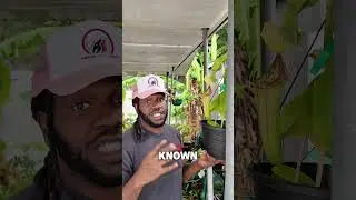 The Best Natural Pest Control? Watch This Plant Work 🪰🌿