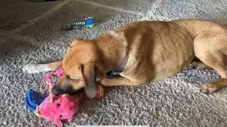 Honest 10 Month Review of goDog Bubble Plush Dragons Squeaky Dog Toy