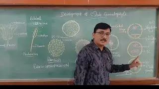 Development of Male Gametophyte cl XII CBSE IP NEET