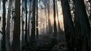 Wild Pet - magical forest have secrets and riddles (free instrumental)
