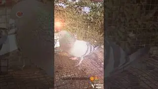 Yeh zindagi apni hai la la 🕊️💥💫#andhrapigeon #bird #andhrahighflyingpigeons #birdspecies#birdspecies