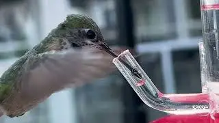 Hummingbird Tongue in insane detail #hummingbirds #slomo #wildlife