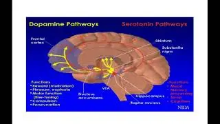 Pharmacogenetics in Psychiatry