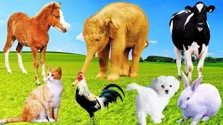 Lovely Animal Moments: Elephant, Horse, Cat, Rabbit, Goat, Puppy, Cow, Chick - Farm Animal
