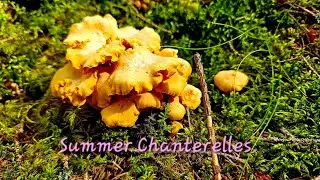 Summer Chanterelles เก็บเห็ด