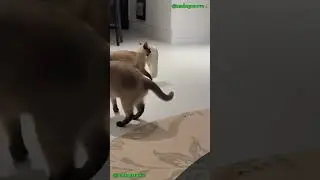 Slipper-stealing Cat. #funnycat #catlovers #catvideos #catstory #cutecat #kucinglucu #cat #kucing