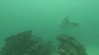 Manta en Camel Rock, Maldivas