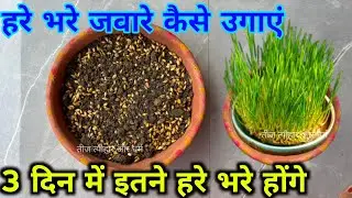 ज्वारे कैसे बोए !! नवरात्रि पूजा में हरे भरे ज्वारे कैसे बोए !! jware kese boye /navratri pujan 2025
