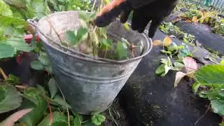 Посадка саджанців на продажу#саджанцінапродаж