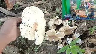 Alhamdulillah pagi ini dapat rezeki jamur barat banyak, kepasar bersama mbak arin