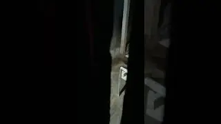 Leopard snatching puppy in Salkani, village near Sirsi...caught on camera
