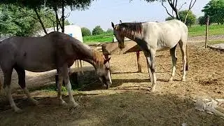 Beautiful Horse