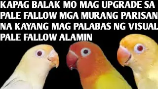 PROJECT PALE FALLOW OR OPA PALE FALLOW (para sa mga newbie)