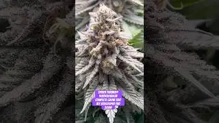 Spider Farmer&reg; 90X90X180cm Complete Grow Tent Kit SF2000PRO EVO 200W  #crazybud #420 #growled