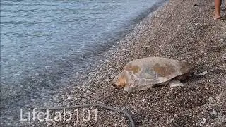 Caretta Caretta Çıralı