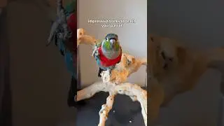 Impressive tricks to teach your bird!