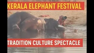 Kerala&rsquo;s Incredible Elephant Festival Begins! Uthralikkavu Pooram
