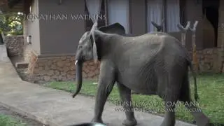 Elephants show up for an early check-in at Mfuwe Lodge