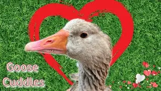 Relax With The Goose That Acts Like A Cat (Cuddle Time With Athena!)