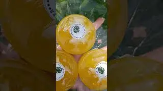 Pineapple 🍍🍍#homemade #soap #soapery#shorts#subscribe
