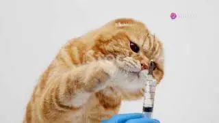 how to stop cats from spraying ?
