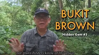 Birding in Singapore - There are really ghosts here?