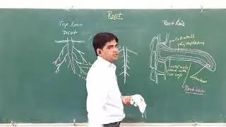 Root Type, Root Hair and Lateral Roots