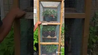 Fantastic idea to protect garden fruits  #gardeninglife#gardeningideas