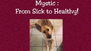 #367: Mystic: From Sick to Healthy - LambCam
