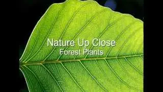 Nature Up Close: Forest Plants HD