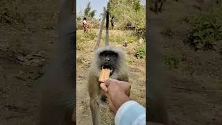 Adorable Monkey Taking Food from Hand 🐵✨