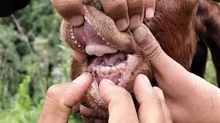 Caprines || Capra hircus || Goat || Dentition || Age Estimation || Buck || Beetal Breed
