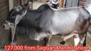 Qurbani Janwar Purchase From Sagiyan Mandi Lahore