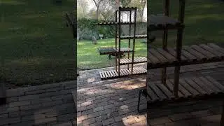 #wildlife on your doorsep #victoriafallszimbabwe 🇿🇼 #travelzimbabwe #travel2025 #zimbabwetourism