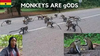 A VILLAGE IN AFRICA WHERE THEY WORSHIP MONKEYS- TAFI ATOME IN VOLTA REGION GHANA
