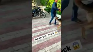 1.5 Years old Female German Shepherd ATTACK On My MAX| Very Aggressive| #attack #fight #bark #shorts