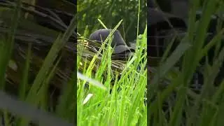 HUNTING BABY MONKEY !! ketika sembunyi dikandang #pest control