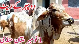 Multan Cattle Market 2025 | Latest Bull & Cow Prices | Global Village Farming