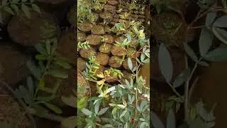 Kaliandra surinamensis/sulimaraja varigata