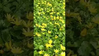 Flowers of Ukrainian Pshinka, and Bees in Kyiv, Ukraine. 26.04.2022. Day of Chernobyle Memory.