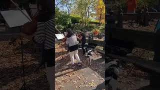 Dog Sings along with Central Park Stringed Musicians | New York, NY