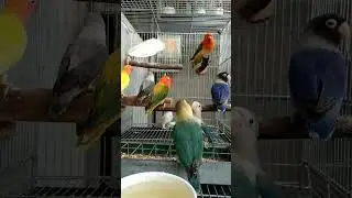 Lovebird | Colorful #birds  #africanlovebird  #hobby #fischer #bird #pets  #youtubeshorts #shorts