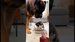 Dog&rsquo;s Plan Fails in Front of Cat!