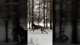 Dogs run in the snow. Собаки на снегу