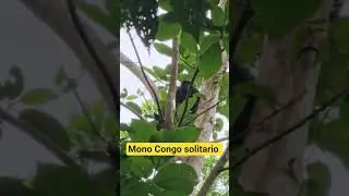 Mono Congo solitario #naturaleza