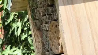 30 Minutes of Bees at the Bee Hotel: Mason Bees, Leafcutter Bees & Hoverflies in my Wildlife Garden