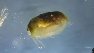 【ナニコレ】田んぼにいる謎の生き物【カイエビ】 ｜Clam shrimps in paddy field.